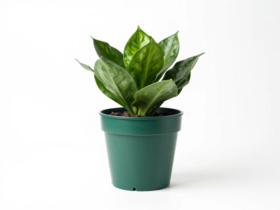 A green potted plant arranged on a white catalog background.